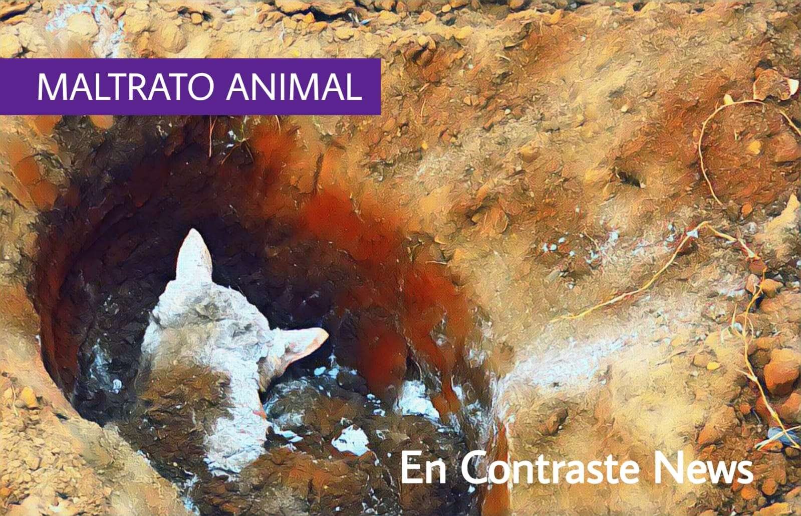 maltrato animal