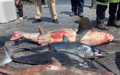 Aseguran SEMAR y CONAPESCA a tres hombres por pescar tiburón en veda