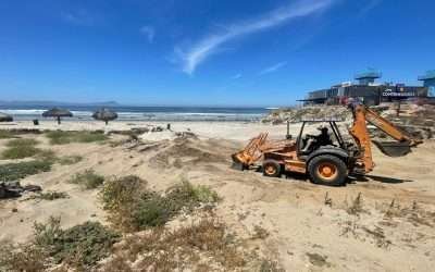 Avanza restauración de dunas en Playa Hermosa