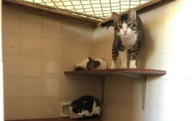 Promueve Gobierno Municipal la adopción de mascotas