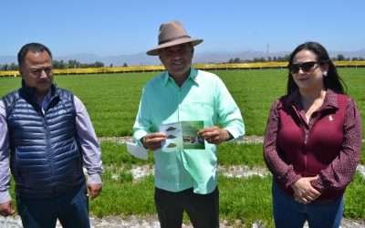 Cultivo de salicornia es orgullo de Baja California: Secretaría del Campo