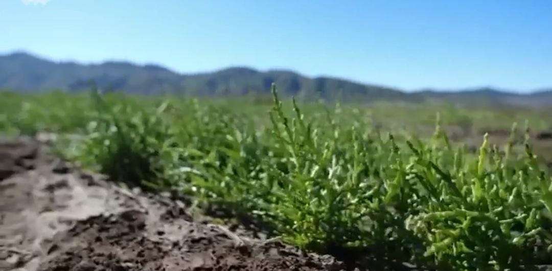 salicornia