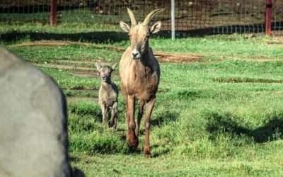Nació segundo cimarrón en Bosque de la Ciudad de Mexicali