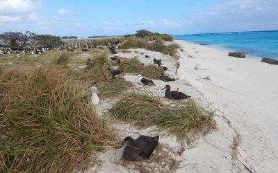 Nacen 34 polluelos de albatros patas negras, este 2022, en Isla Guadalupe
