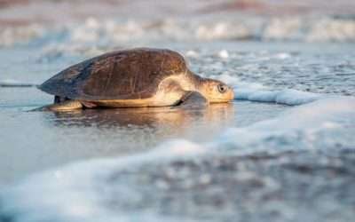 ¿Sabías que en BC hay 5 especies de tortugas marinas?