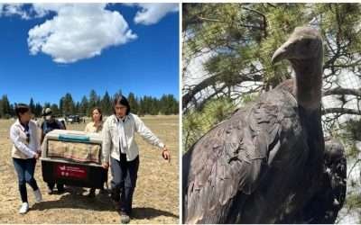 Llegaron cuatro cóndores al Parque Nacional de San Pedro Mártir
