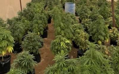 Incauta FGE mil 77 plantas de marihuana y casi 5Kg. de la misma droga, tras cateos