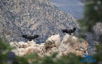 Tiene Cóndor alimento seguro en Golfo de California