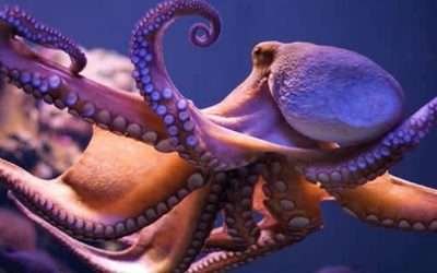 Firman refrendo comunitario para veda de pulpo en Bahía de Los Ángeles