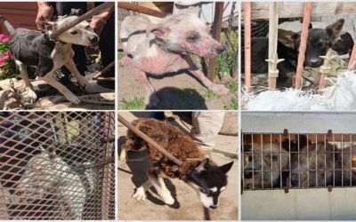 Exhorta FGE a denunciar maltrato y crueldad animal en BC
