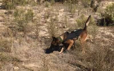 Localizan restos óseos en operativo de búsqueda en Tijuana