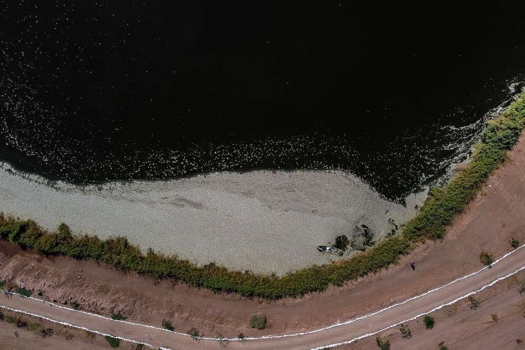 peces muertos en Mexicali