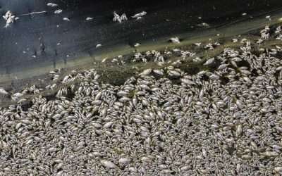 Fenómeno natural «Vuelco Térmico» causa mortandad de peces en Mexicali