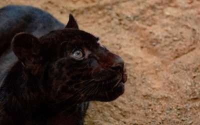 Muerde jaguar a empleada en Parque Ecoturístico