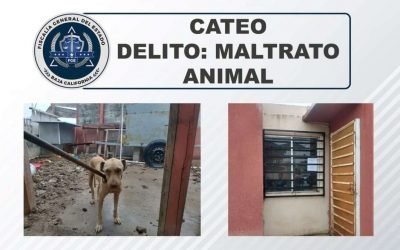 Rescata FGE a perrita desnutrida en casa de Los Encinos