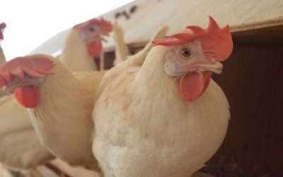 En alerta BC por presencia de gripe aviar en Estados colindantes