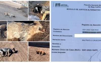 Investiga FGE nuevo envenenamiento masivo de perros en Ensenada