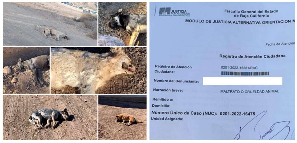 Muerte masiva perros