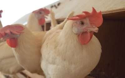 Toma acciones Gobierno Estatal ante caso de gripe aviar