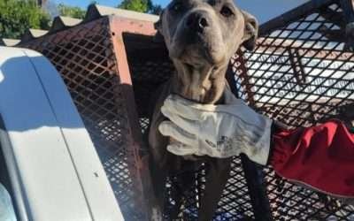 Rescata FGE a pitbull víctima de crueldad animal