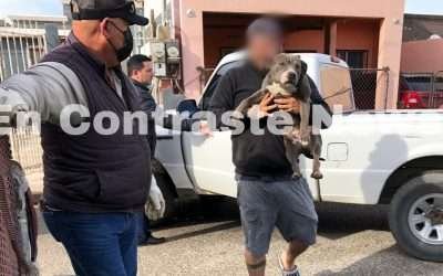 Rescata FGE a tres pitbull víctimas de maltrato y crueldad animal
