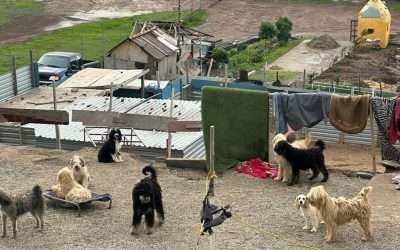 Rescatan autoridades municipales y asociaciones a 116 perros en La Misión