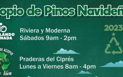 Recibirán Puntos Verdes pinos navideños el 21 y 28 de enero