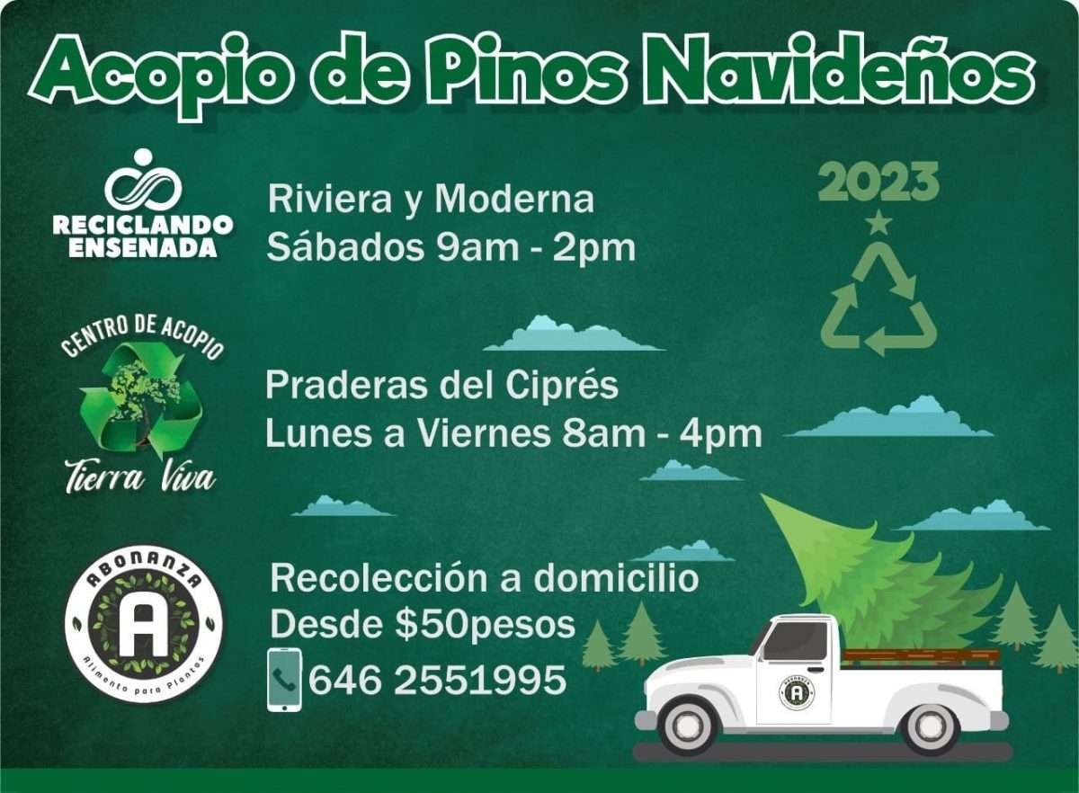 recibiran pinos navideños