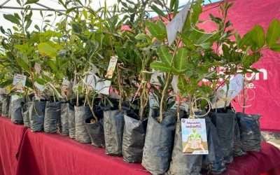 Destaca CESPE importancia de la reforestación en el ciclo del agua