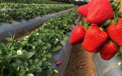 Implementan CETYS y Berrymex inteligencia artificial en calidad de frutos rojos