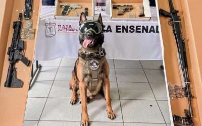 Amputan extremidad a «Boris» el agente K9 herido en enfrentamiento