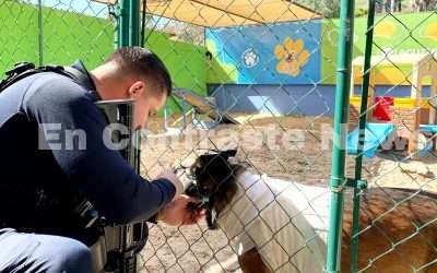 Avanza ¨Boris¨, el K9 que perdió una pata tras enfrentamiento en Valle de Guadalupe