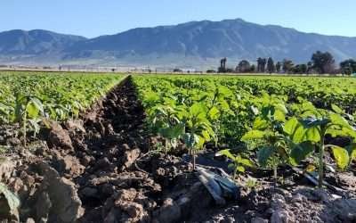 Buscan empresarios, en Israel, opciones innovadoras en reúso de aguas tratadas y desalinización