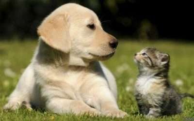 Impulsa Gobierno Municipal la adopción de mascotas