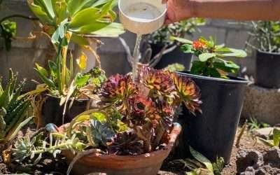 Impulsa CESPE acciones para fortalecer cultura del cuidado del agua