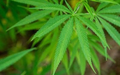 Descubre FESC invernadero de marihuana, en Maneadero