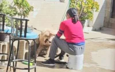 Investiga FGE a mujer por maltrato y crueldad animal