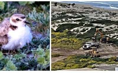 Suspendió Gobierno de Ensenada obra en zona de anidación de aves