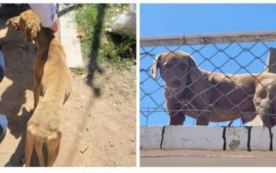 Rescató FGE a perritos víctimas de maltrato y crueldad animal