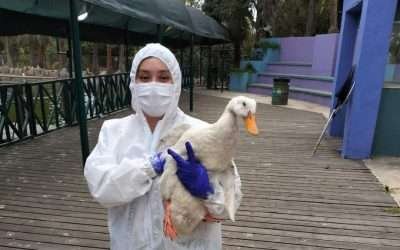 Abandonaron ciudadanos más de 150 animales en Parque Morelos