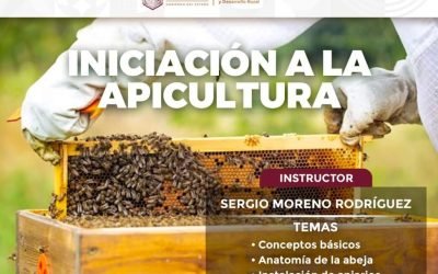 Realizará SADER BC curso para iniciar en la apicultura
