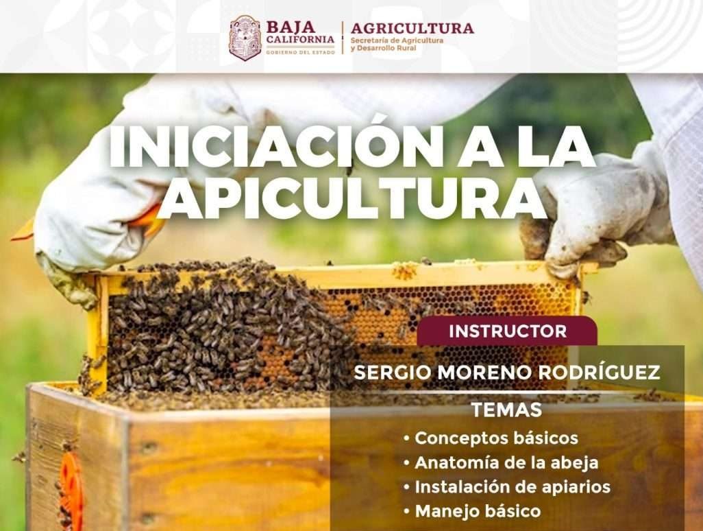 curso apicultura