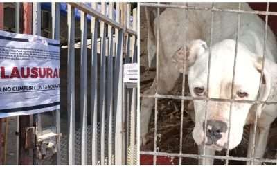 Clausurado albergue Ellos son la Razón; Autoridad resguarda 300 perros