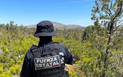 Localizaron Fuerza Estatal y SEDENA narcolaboratorio y palntíos de marihuana en La Rumorosa