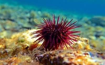 Realiza SEPESCA acciones para la sustentabilidad del erizo de mar