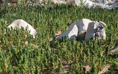 Localizan FESC y SEDENA más de 16 plantíos de marihuana en la Laguna Salada