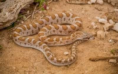 Alertan por temporada de serpientes