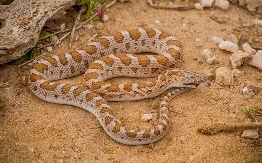 serpiente Baja California