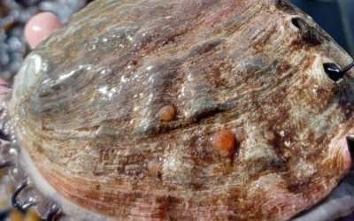 Inició veda de abulón, este 1 de Agosto