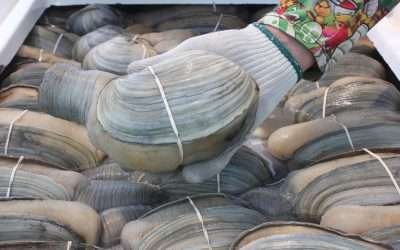 Cierra COEPRIS tres polígonos de extracción de almeja generosa en Golfo de California